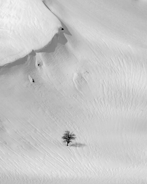 Photograph Mohammad Alipour Tree on One Eyeland
